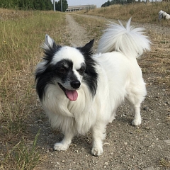 Boubul