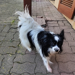 Bobbi