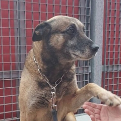 Ted - berenteter Sprengstoffsuchhund
