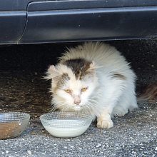 Ein FIV+ Streunerkater, der jahrelang von Anwohnern gefüttert wurde. Mehr aber auch nicht. Wir haben ihn eingefangen und seine Wunden versorgen lassen, er lebt in einer Langzeitpflegestelle und hat sich super erholt.