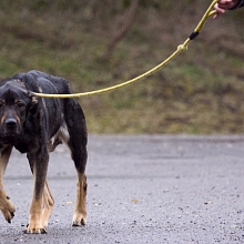 Völlig abgemagert kam Merlin in's Tierheim - Er lebte bis zu seinem Tod glücklich vermittelt und wieder aufgepäppelt in einer Familie in Deutschland.