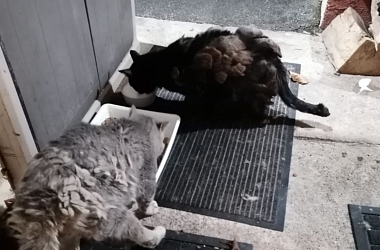 Ein Foto von der Futterstelle- beide Kater sind komplett verfilzt