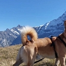 Joschi