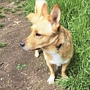 Joschi