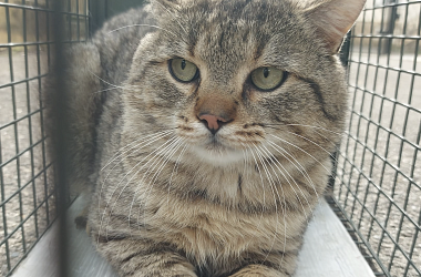 SPENDENAUFRUF ERFOLGREICH BEENDET! Kastration und medizinische Versorgung verwilderter & gefundener Katzen im Dreiländereck CH-F-D 2023/2024