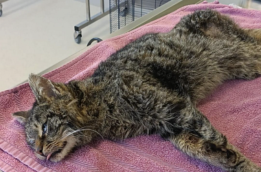 SPENDENAUFRUF BEENDET! - Für diesen Streunerkater kam unsere Hilfe zu spät - er musste von seinem Leiden erlöst werden