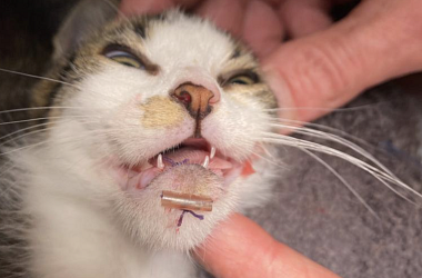 SPENDENAUFRUF BEENDET! - Kätzchen Millie: gebrochener Kiefer & Kinnabriss - damit hat das Katzenkind wochenlang unbemerkt gelebt