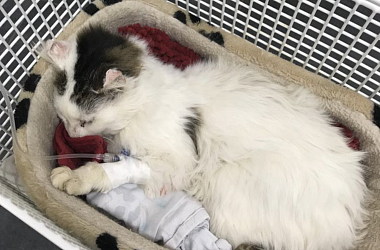 SPENDENAUFRUF ERFOLGREICH BEENDET! Schlimmer Notfall weisser Findelkater Hero - eine offene Wunde, Parasiten, Hautkrebs, FIV+, entzündetes Mäulchen, kaum mehr Zähne 