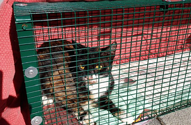 SPENDENAUFRUF ERFOLGREICH BEENDET! Kastration, medizinische Versorgung und Fütterung verwilderter, gefangener und gefundener Katzen im Südelsass und Basel 2022