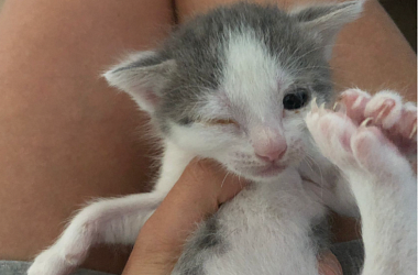 SPENDENAUFRUF ERFOLGREICH BEENDET - Wir brauchen dringend Katzenfutter, Kittenfutter, Welpenmilch und Katzenstreu