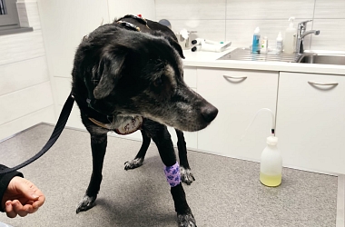SPENDENAUFRUF ERFOLGREICH BEENDET - Titi verlor mit 14 Jahren sein Zuhause - wir haben ihn in einem gesundheitlich bedenklichen Zustand übernommen und in den letzten Wochen tierärztlich komplett untersuchen und operieren lassen