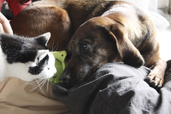 Hund und Katzen aneinander gewöhnen - eine Anleitung von Pfotenteam