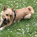 Joschi
