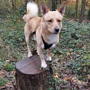 Joschi