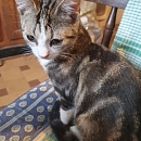 Duke