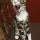 Duke