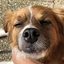 Filou
