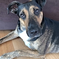 SPARKY entlaufen in F-Saint Louis!