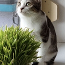 Mireille
