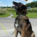 Jobar - Sprengstoffspürhund in Rente