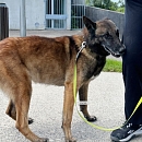 Jobar - Sprengstoffspürhund in Rente