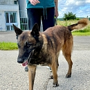 Jobar - Sprengstoffspürhund in Rente