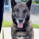 Jobar - Sprengstoffspürhund in Rente