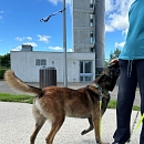 Jobar - Sprengstoffspürhund in Rente