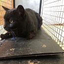 Charles (FIV+) - Gnadenplatz m. Freigehege gesucht