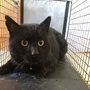 Charles (FIV+) - Gnadenplatz m. Freigehege gesucht