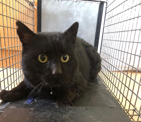 !!!! Notplatz m. Freigehege für FIV+ Katerchen CHARLES gesucht !!!