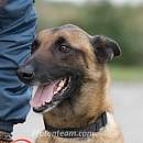 Mambo - Sprengstoffspürhund in Rente
