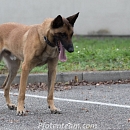 Mambo - Sprengstoffspürhund in Rente