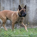 Mambo - Sprengstoffspürhund in Rente