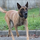 Mambo - Sprengstoffspürhund in Rente
