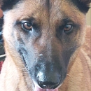 Mambo - Sprengstoffspürhund in Rente