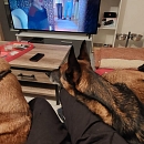 Mambo - Sprengstoffspürhund in Rente