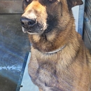 Mambo - Sprengstoffspürhund in Rente
