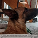 Mambo - Sprengstoffspürhund in Rente