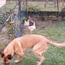 Mambo - Sprengstoffspürhund in Rente