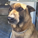 Mambo - Sprengstoffspürhund in Rente