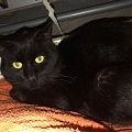 !!!! Notplatz m. Freigehege für FIV+ Katerchen CHARLES gesucht !!!