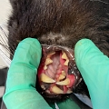 !!!! Notplatz m. Freigehege für FIV+ Katerchen CHARLES gesucht !!!