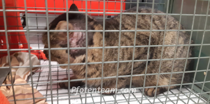 Verletzter Streunerkater wird uns von tierlieber Frau gemeldet und gesichert