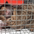 Verletzter Streunerkater wird uns von tierlieber Frau gemeldet und gesichert