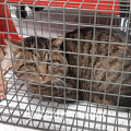 Verletzter Streunerkater wird uns von tierlieber Frau gemeldet und gesichert
