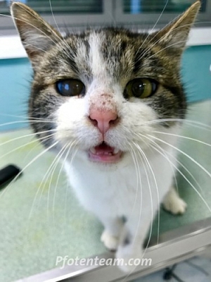 Toll! Ein elsässischer Bauer lässt freiwillig seine Katzen durch uns kastrieren!