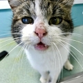 Toll! Ein elsässischer Bauer lässt freiwillig seine Katzen durch uns kastrieren!