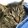 Toll! Ein elsässischer Bauer lässt freiwillig seine Katzen durch uns kastrieren!