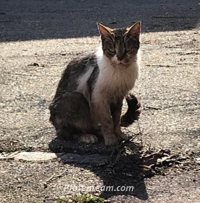 Das unermessliche Leid von Streunerkatzen - hier Beispiel Waldighofen, südl. Elsass